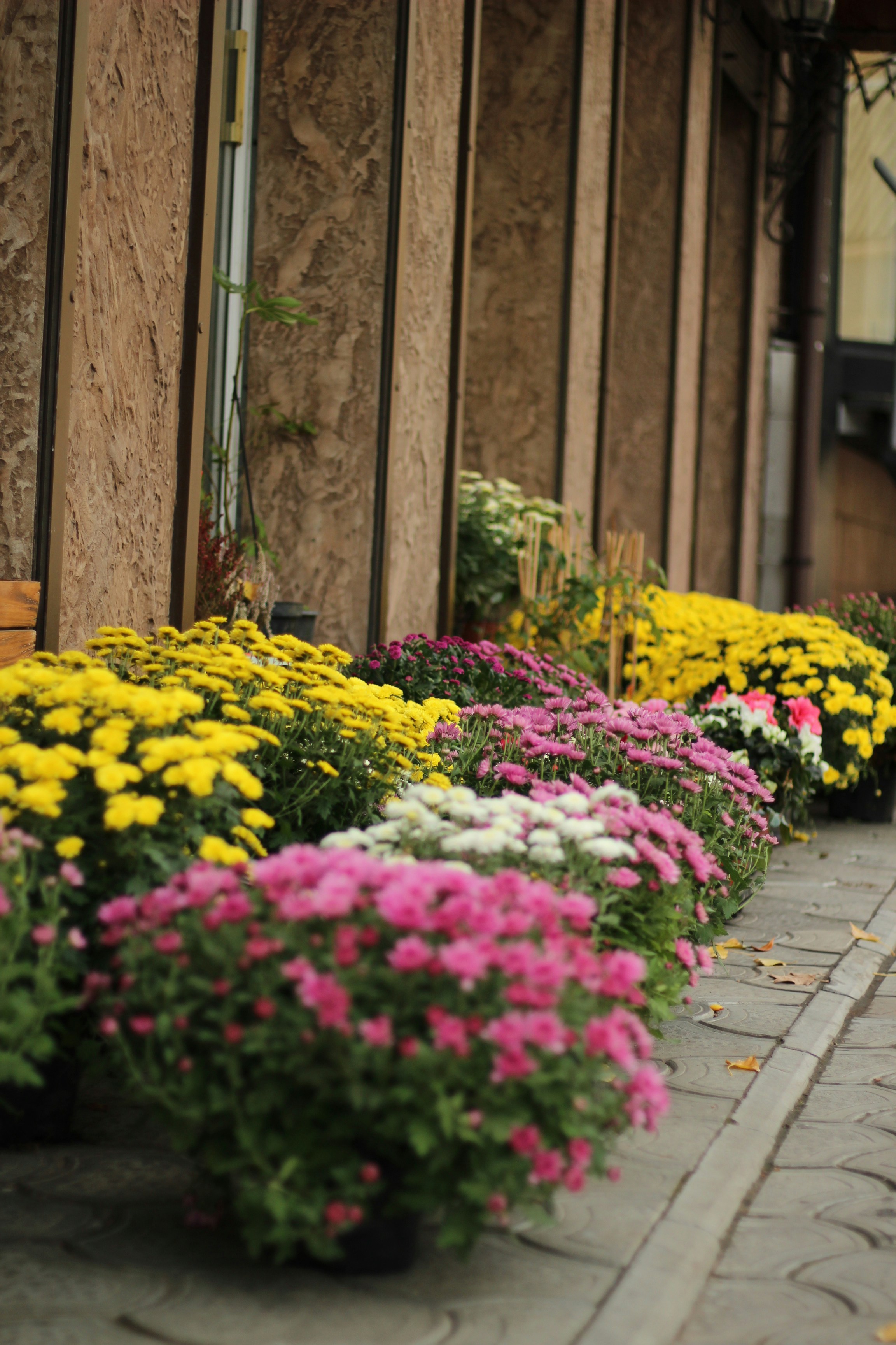 A row of flowers sitting on the side of a building photo – Free Flower ...