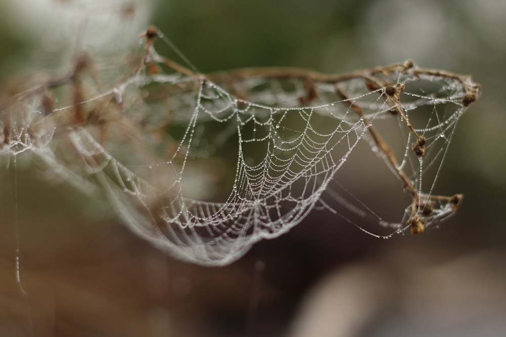 a close up of a spider web on a tree branch