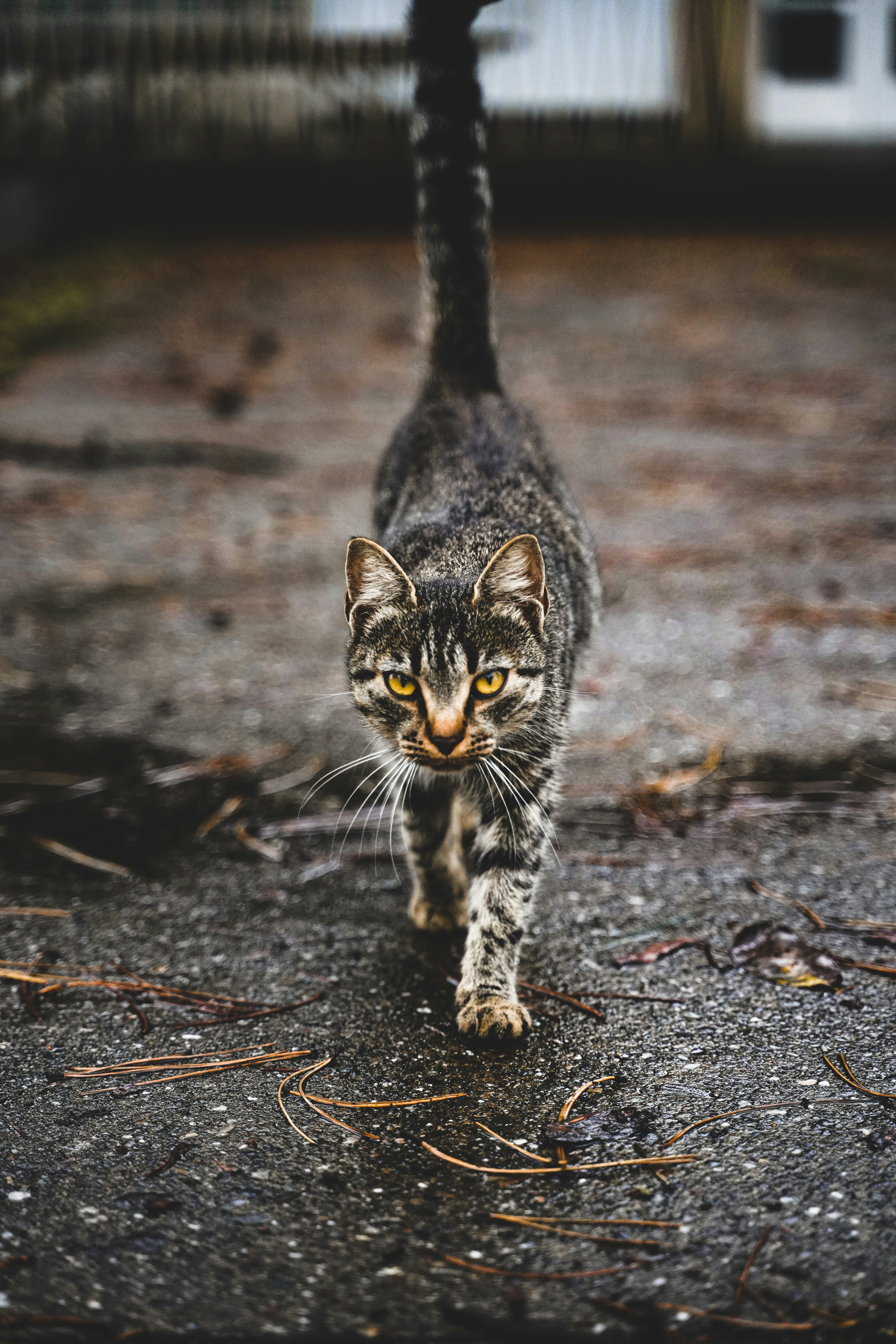 Photo by djordjevukojicic