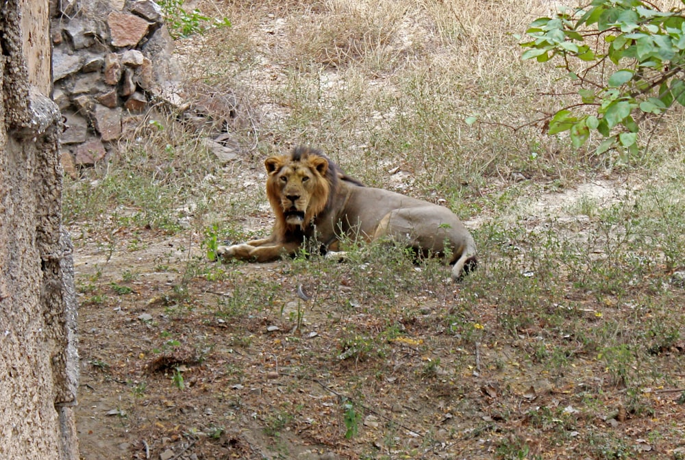 Un león tendido en el suelo junto a un árbol