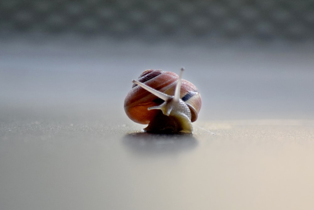 a close up of a snail on a table