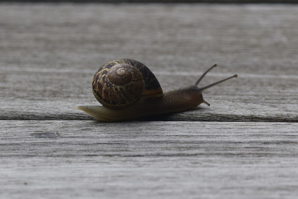 a snail that is sitting on a wooden surface