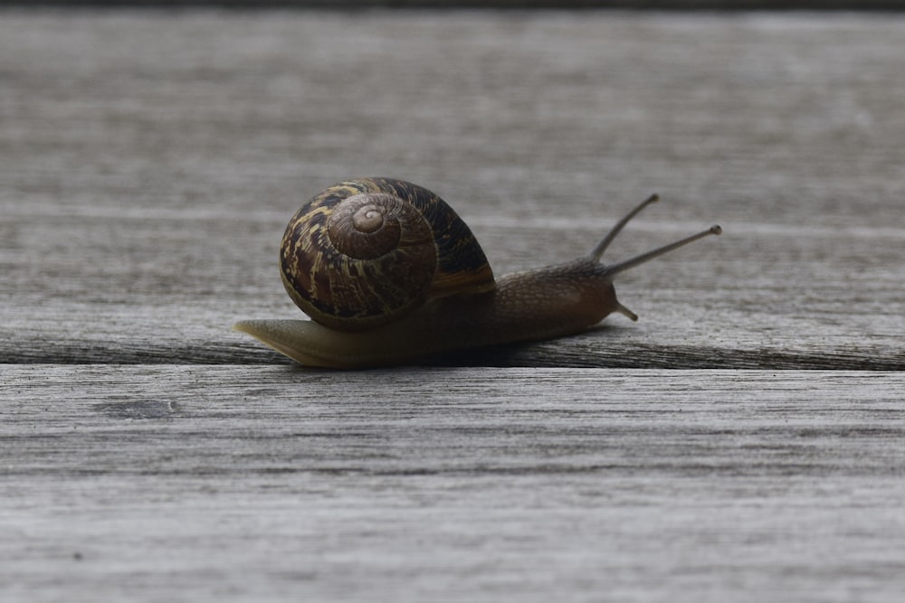 木の表面に座っているカタツムリ