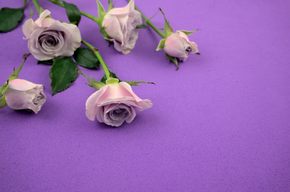 a bunch of pink roses on a purple background