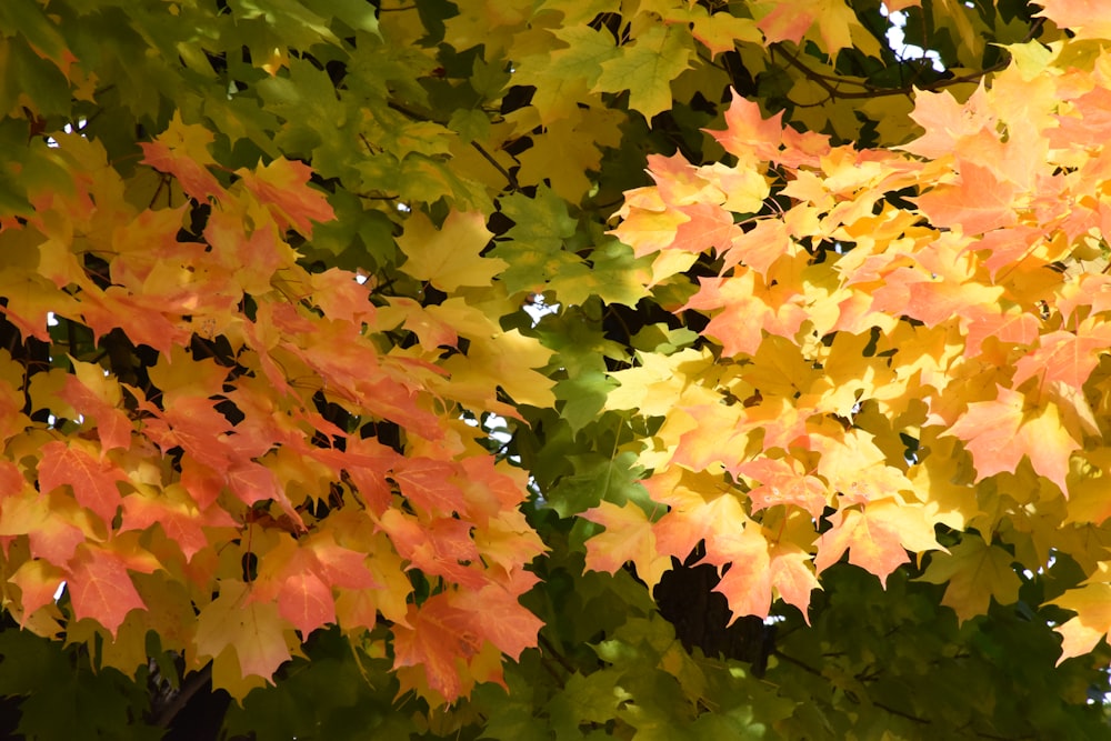 a bunch of leaves that are on a tree