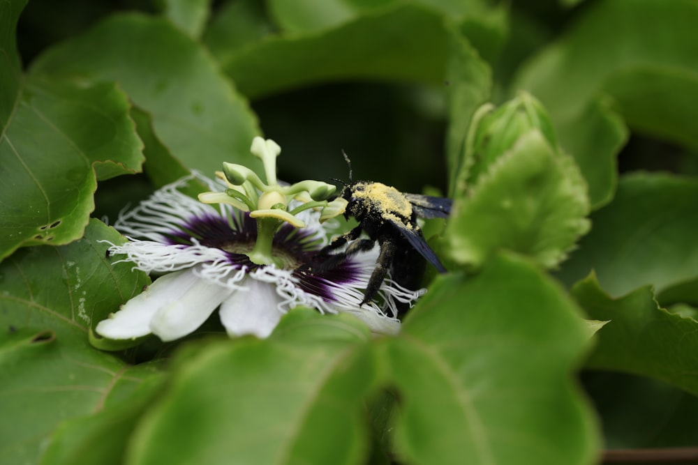 a bee sitting on top of a white and purple flower