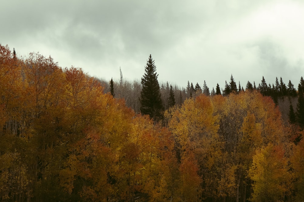 a forest filled with lots of tall trees