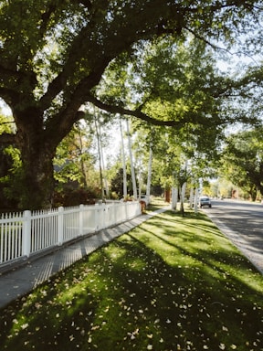a white picket fence along a tree lined street