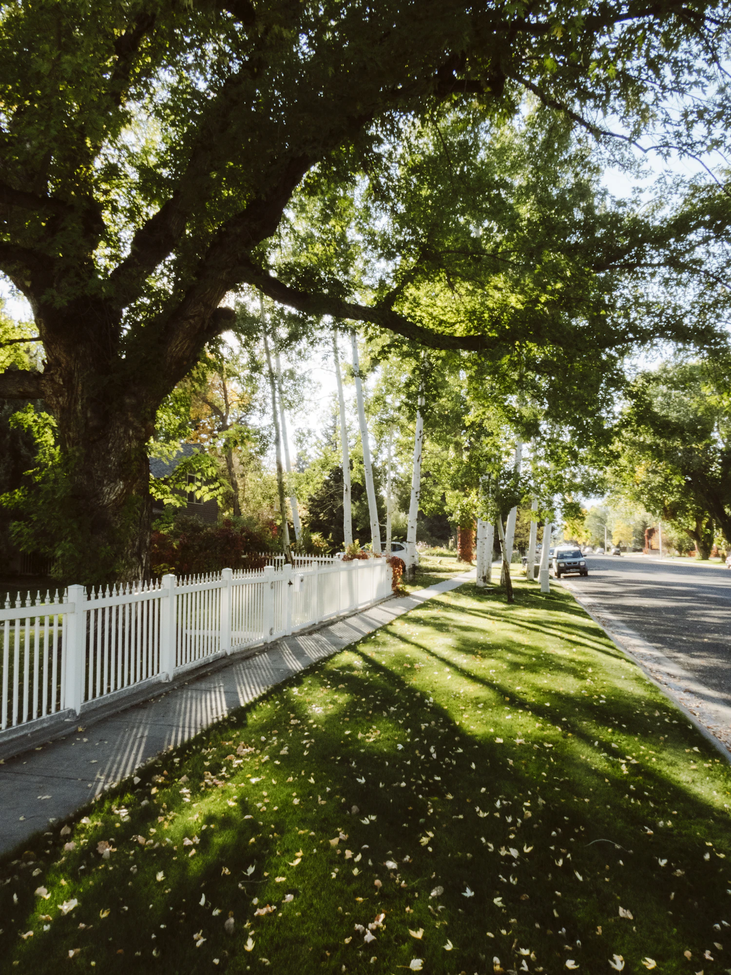 White picket fence along a street lined with golden fall trees in Cody, Wyoming