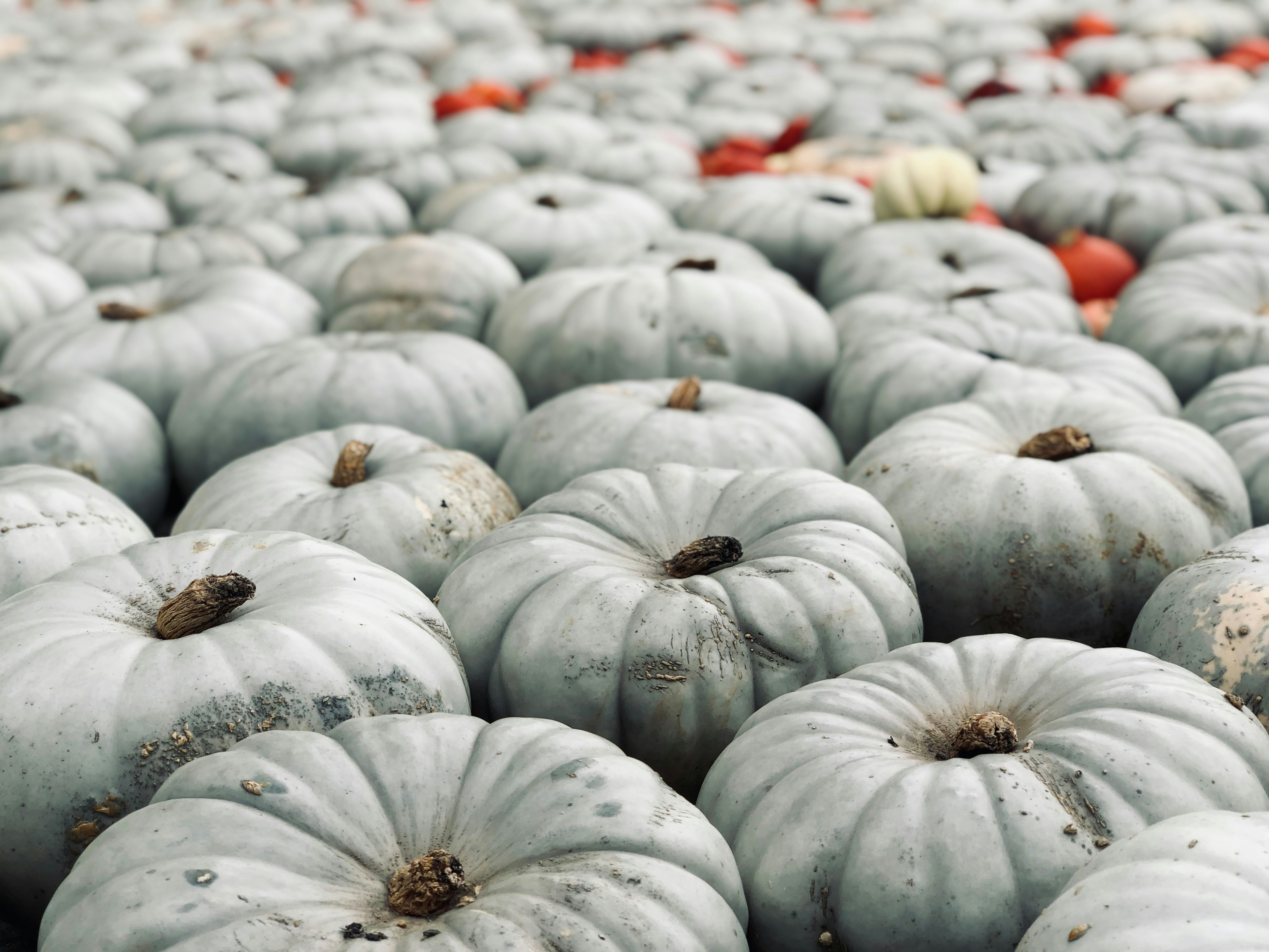 Campo d'autunno sfondo