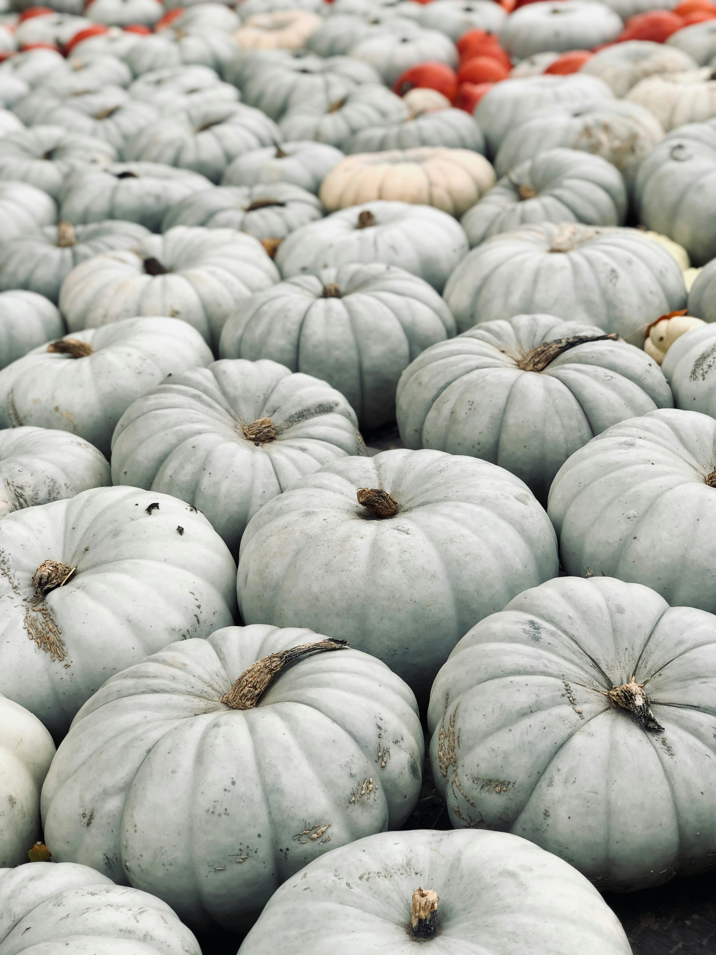 Photo by miratheresia