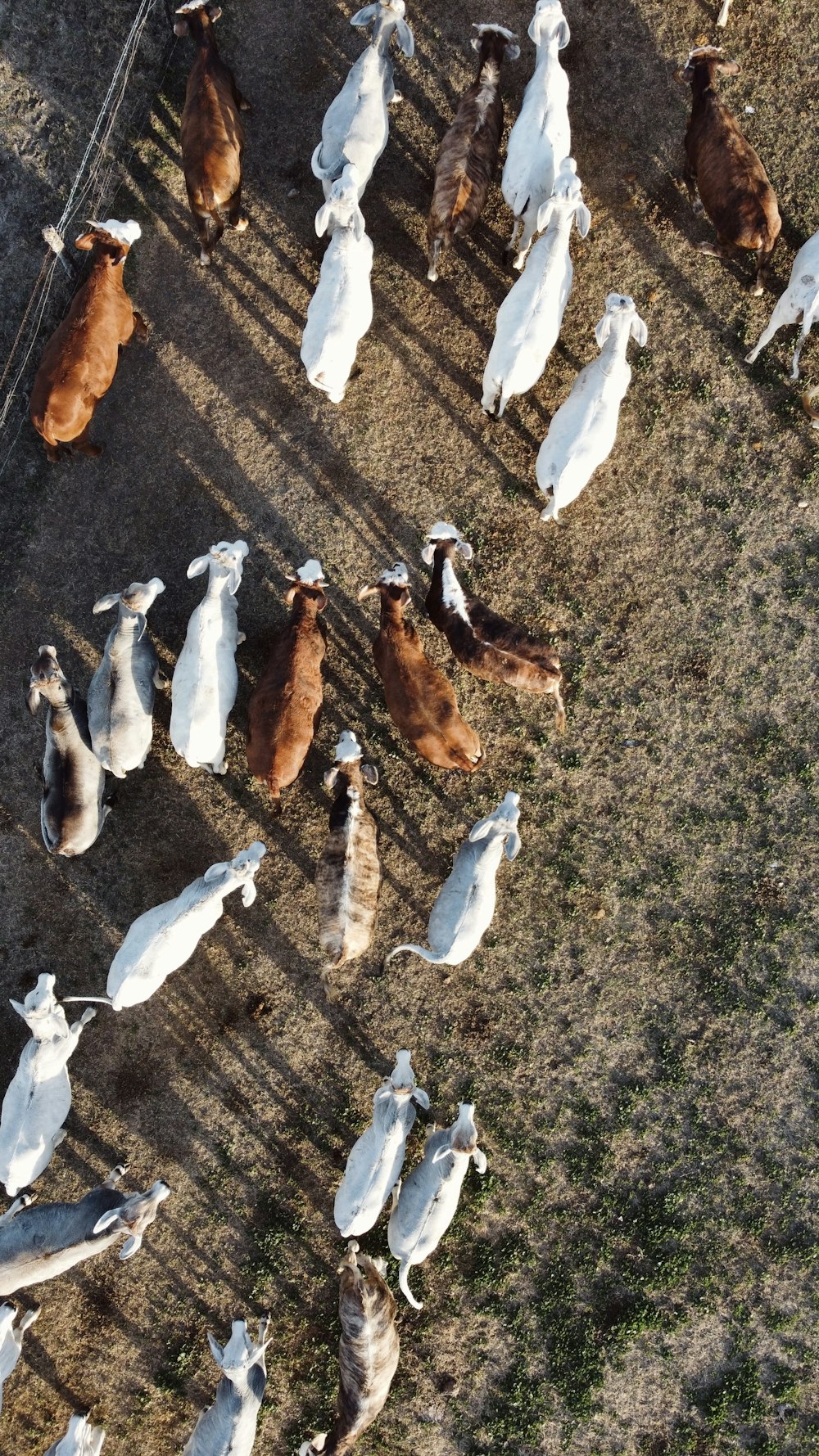 a herd of cattle standing on top of a grass covered field