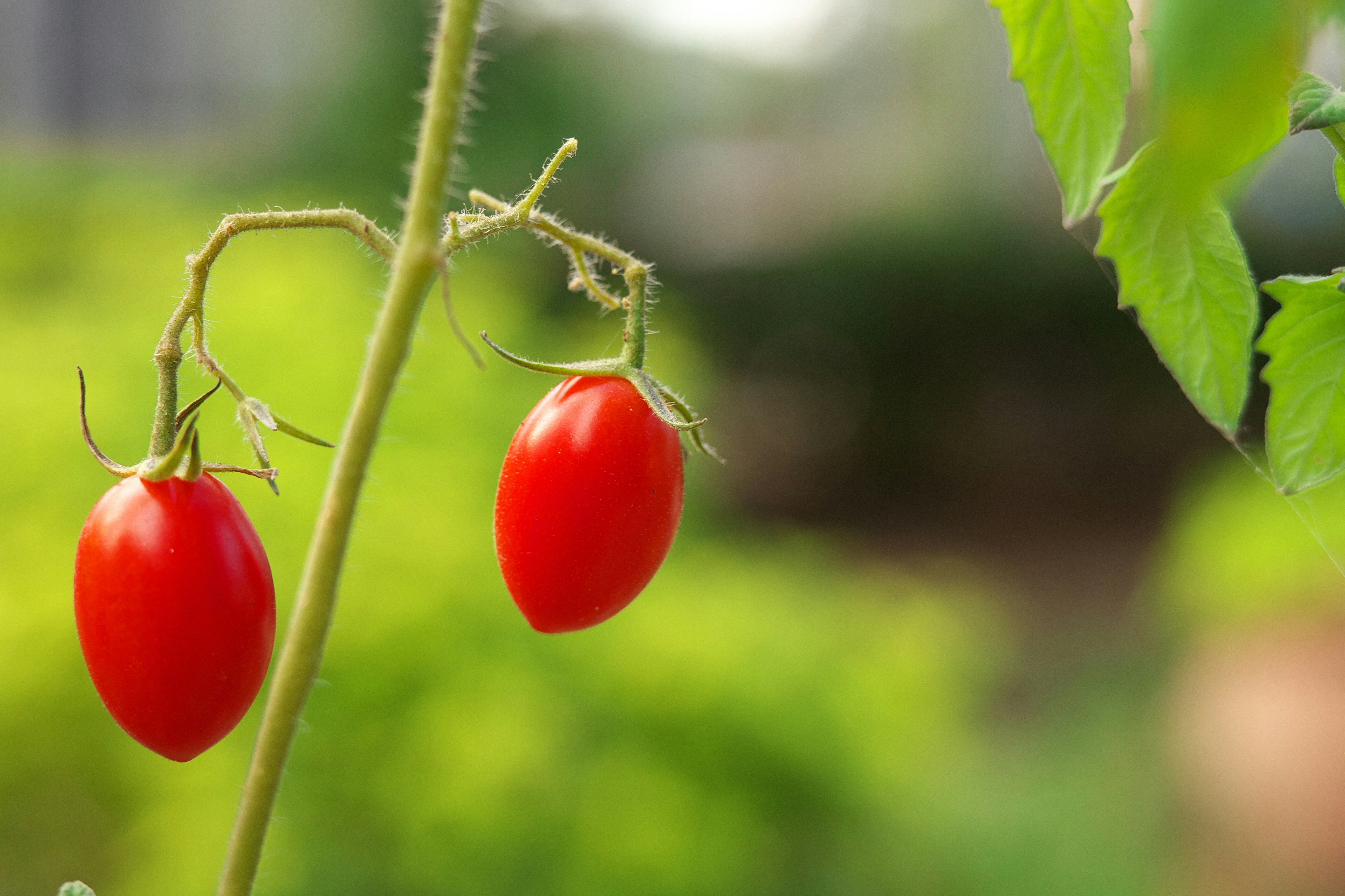 Photo by seichirochan