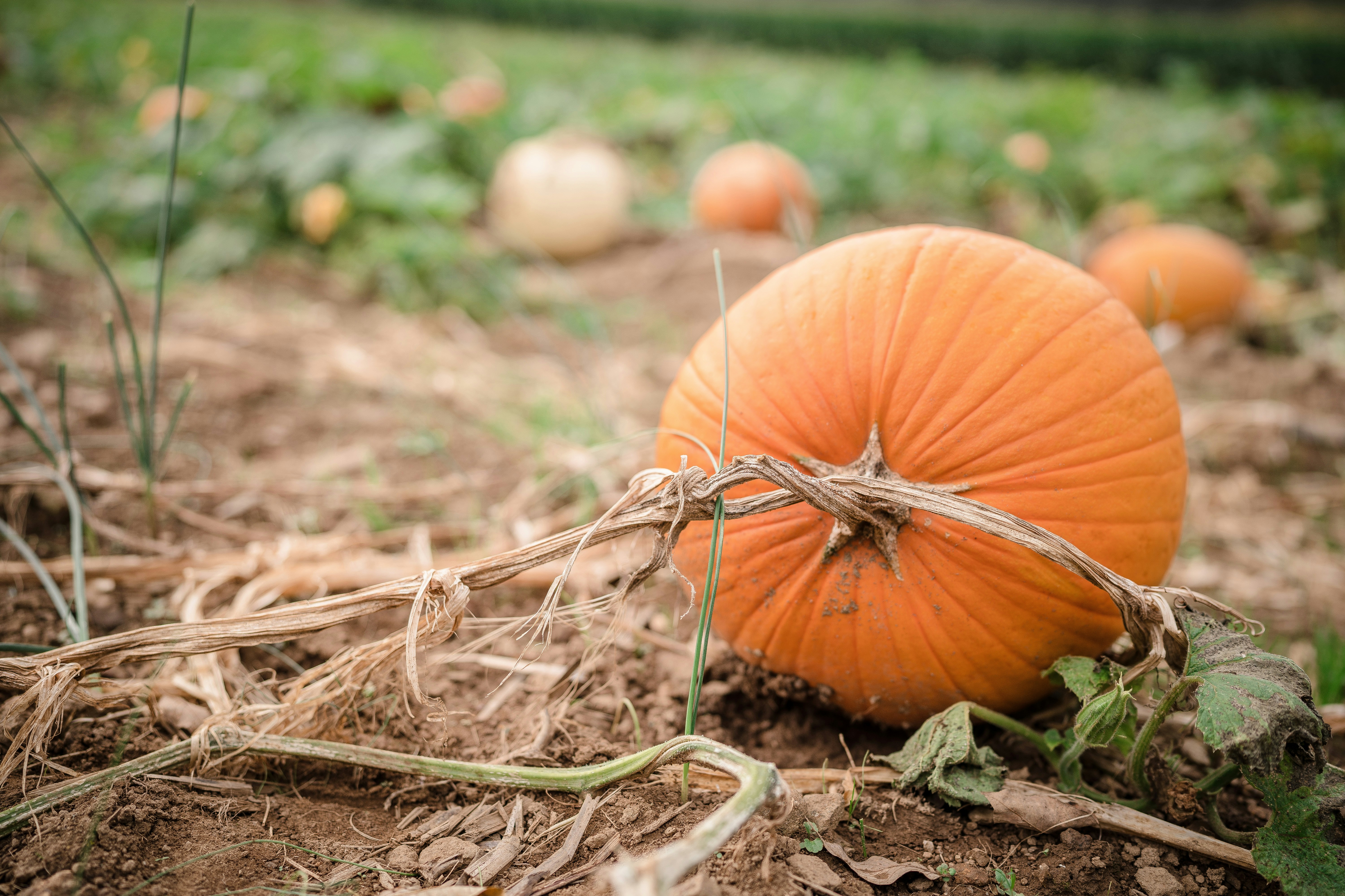a pumpkin sitting in the middle of a field