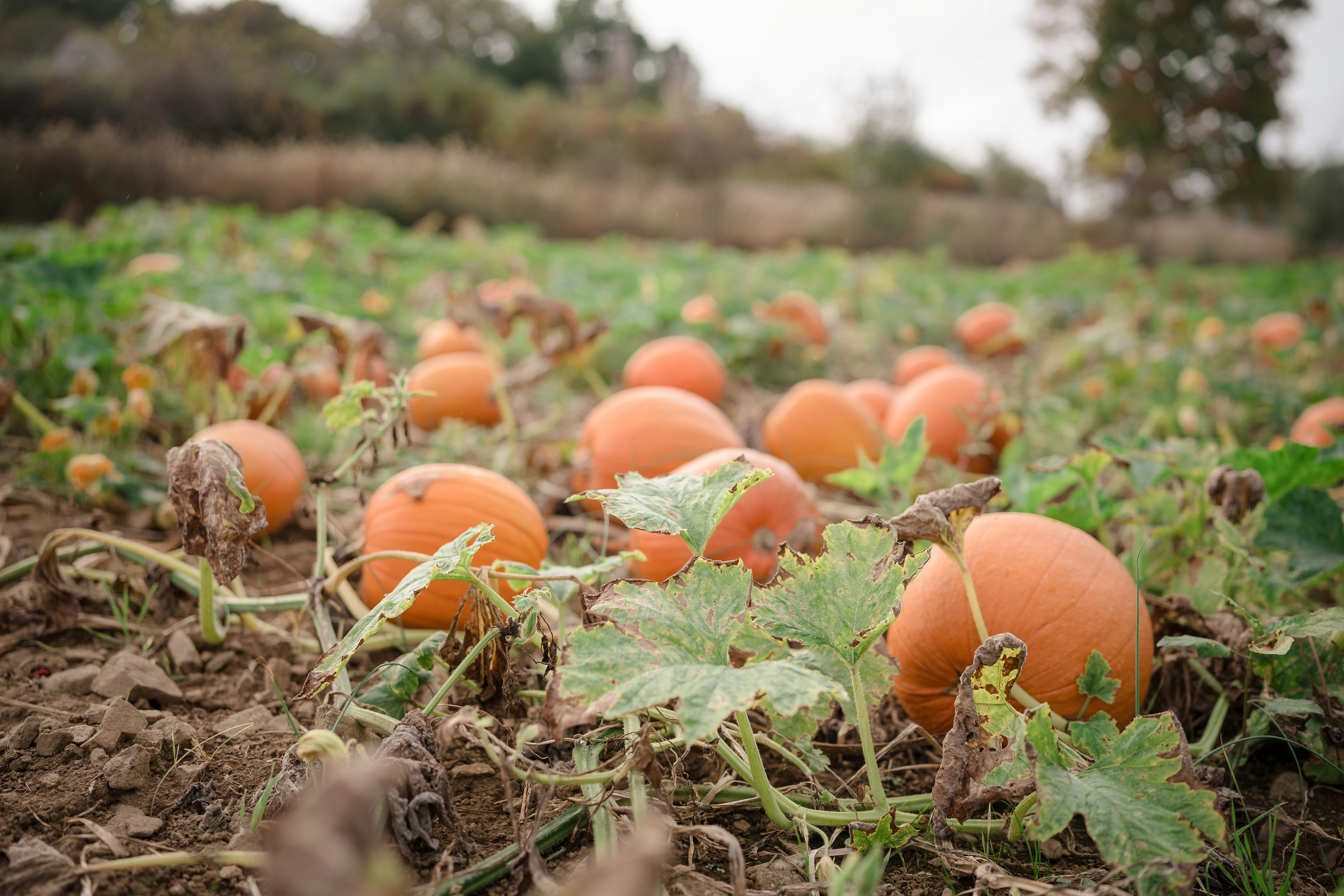 Photo by trytoscareme