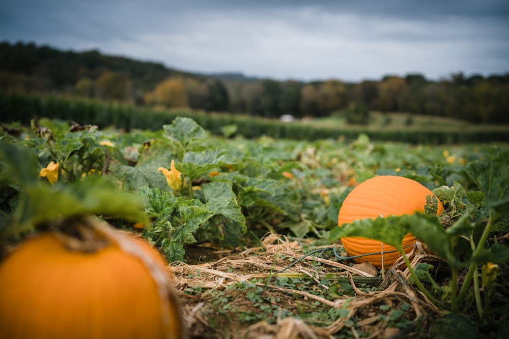 a pumpkin sitting in the middle of a field