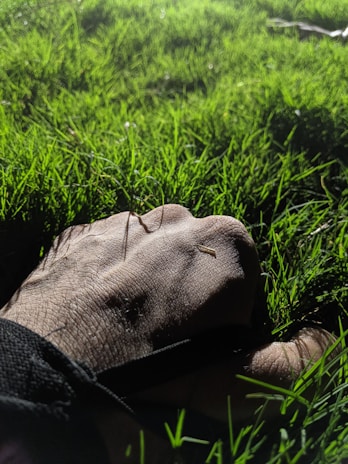 A close-up of durable gardening gloves resting on fresh green grass.