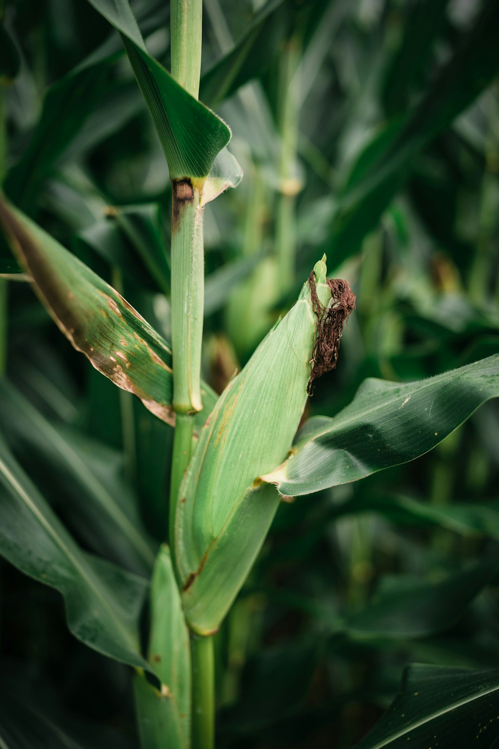 a bug crawling on a stalk of corn