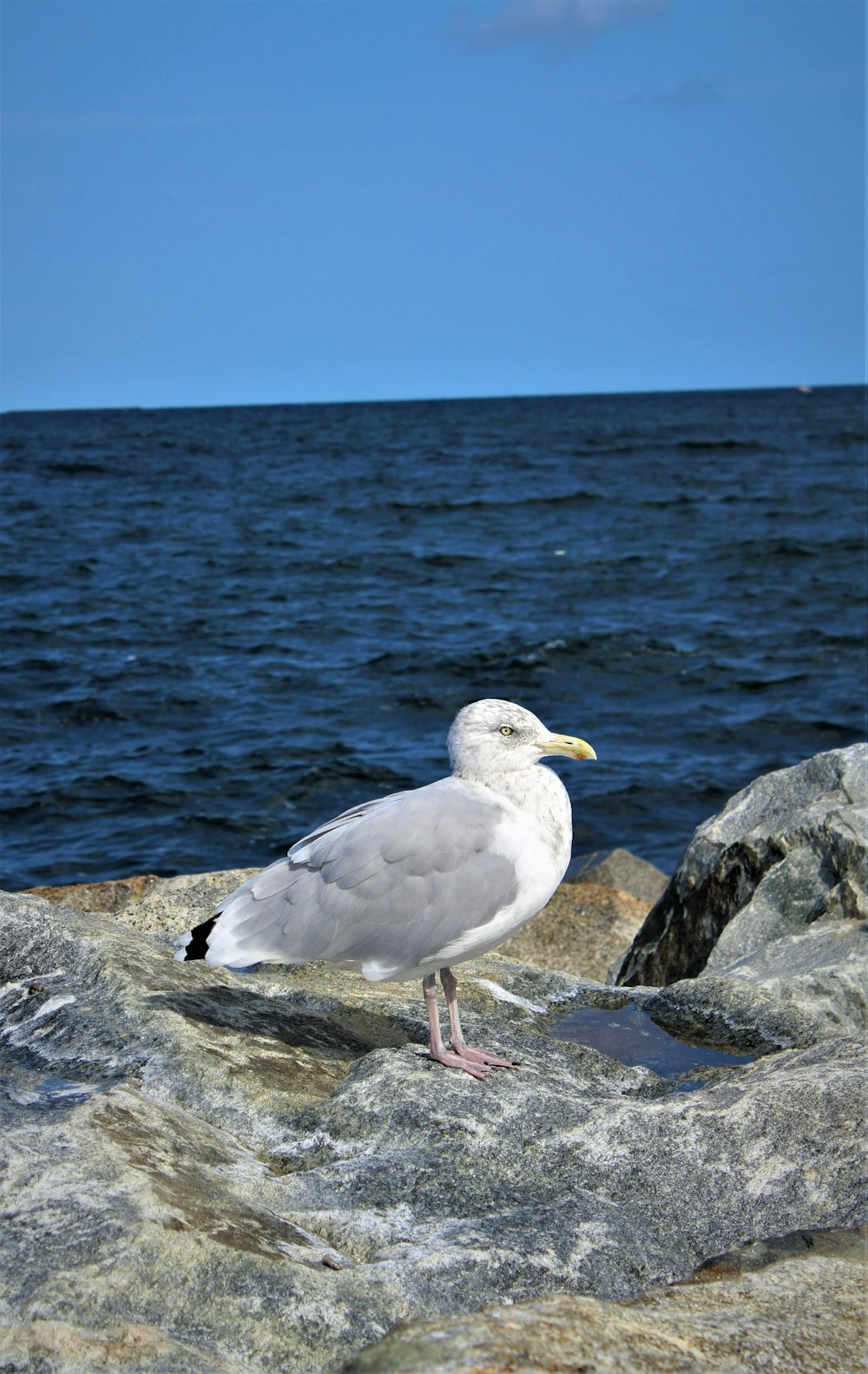 a seagull standing on a rock near the ocean