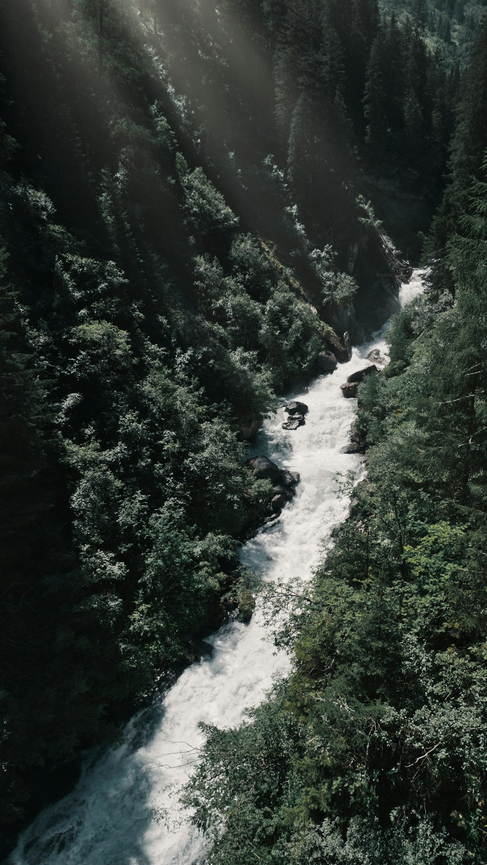 a river running through a lush green forest