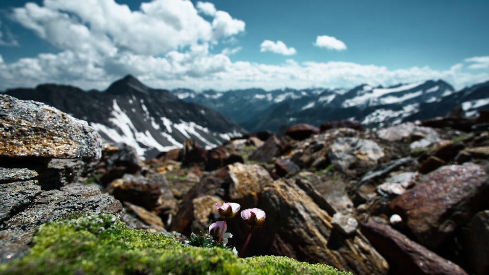 a view of a mountain range with rocks and moss