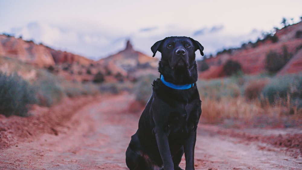 a black dog sitting on a dirt road