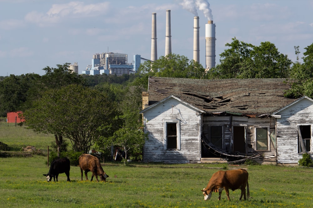 cows graze in a field in front of a run down house