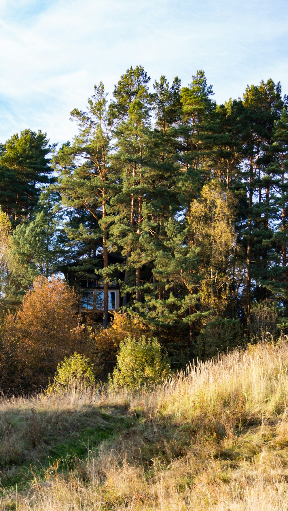 a horse standing in a field with trees in the background