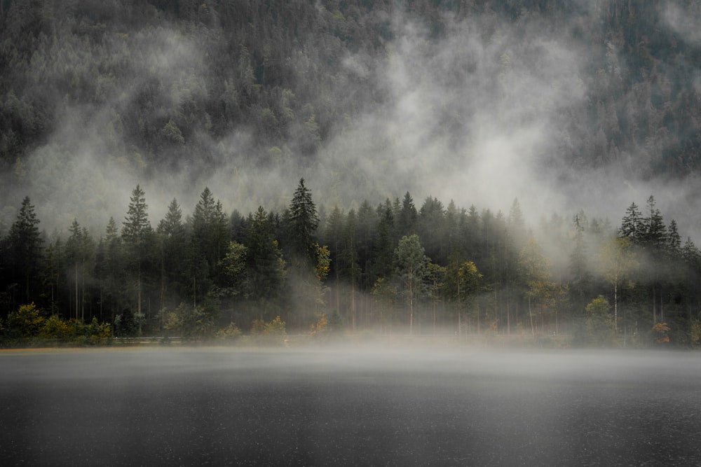 a body of water surrounded by trees and fog