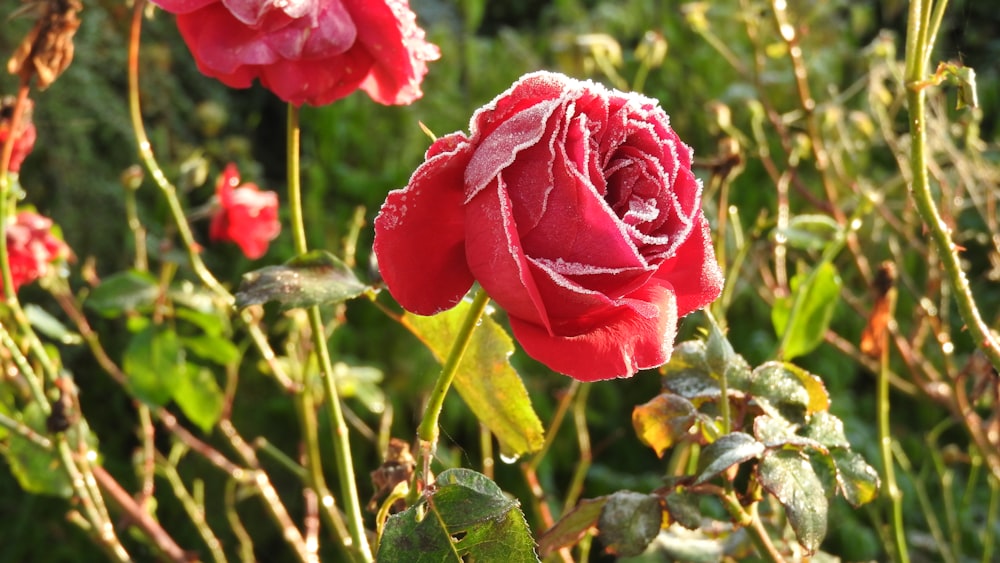 a close up of a red rose in a field