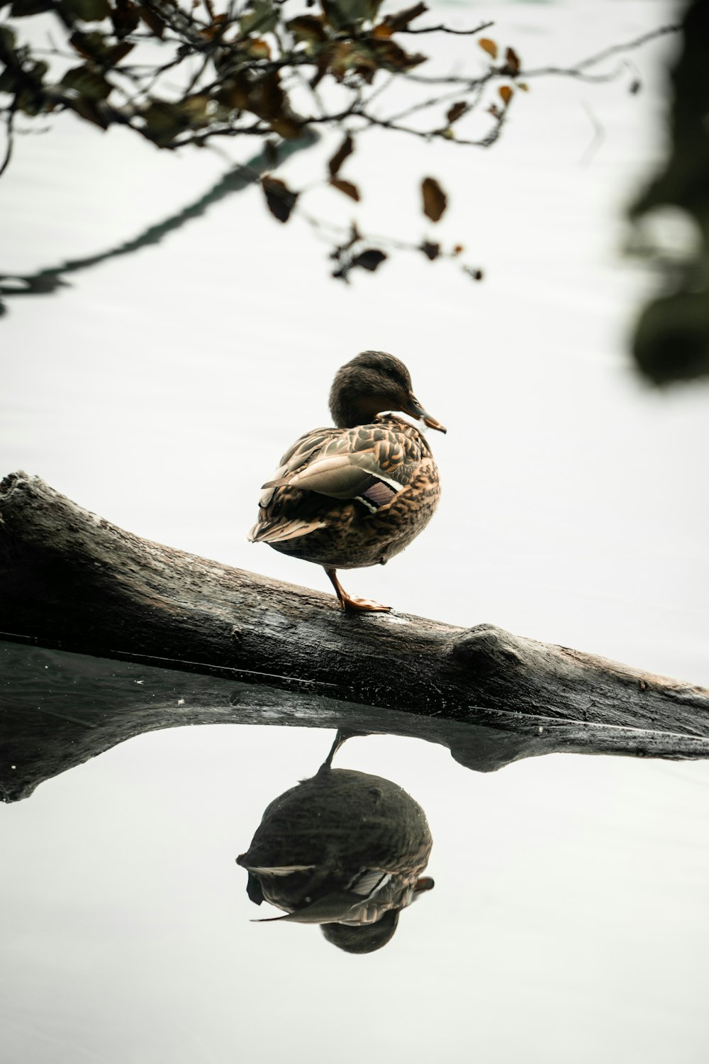 a duck sitting on a log in the water