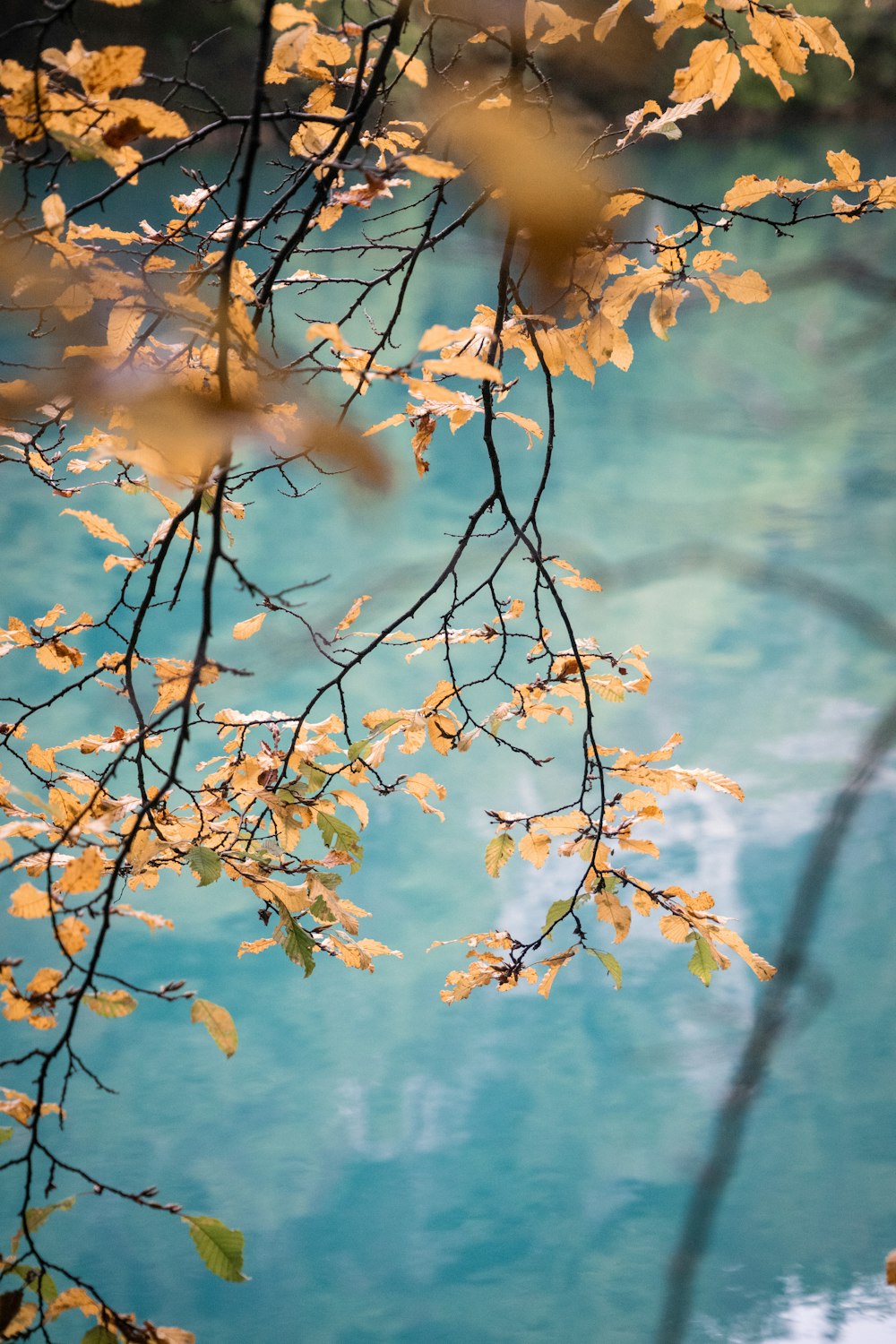 a tree with yellow leaves in front of a body of water