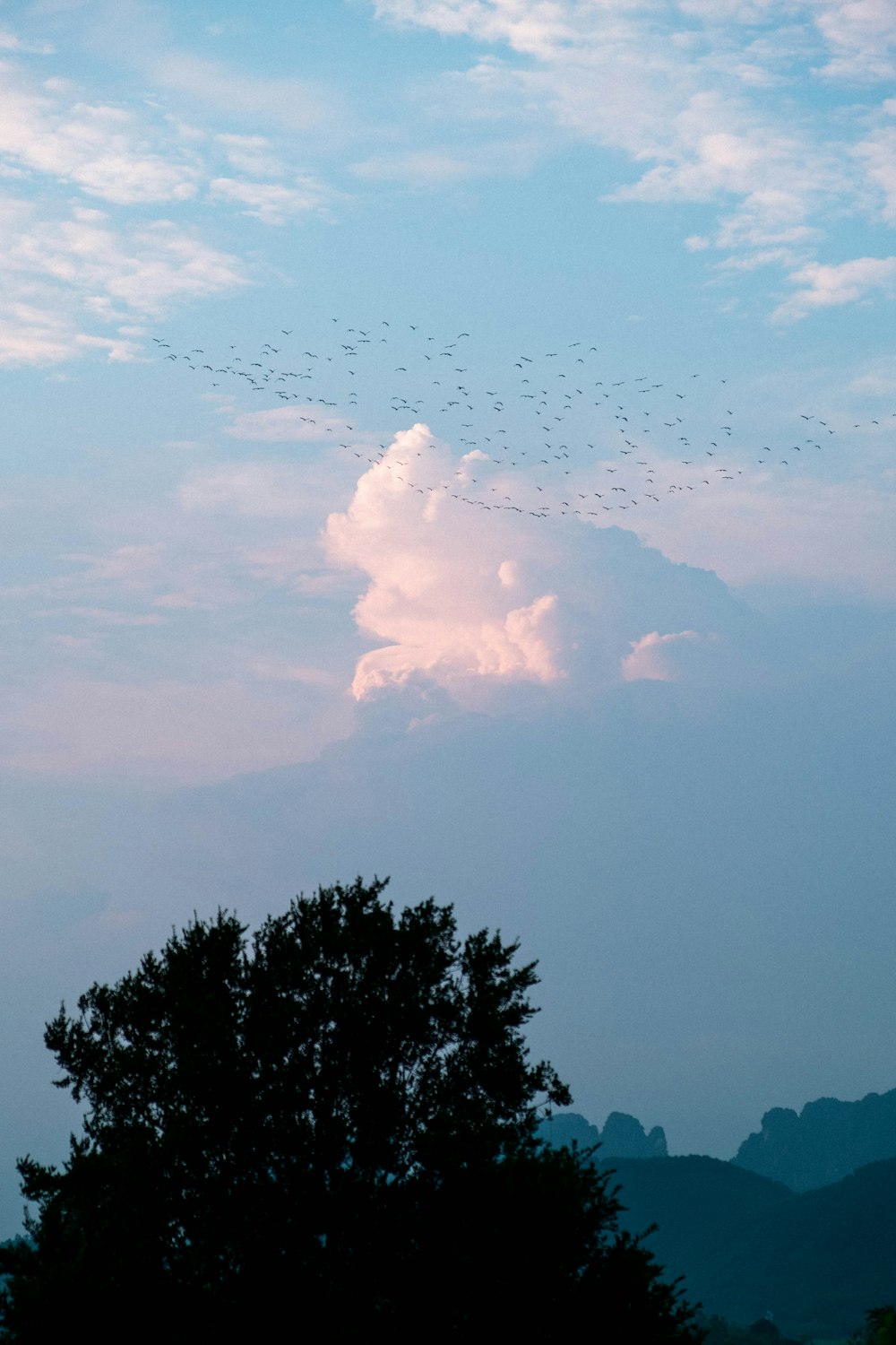 a flock of birds flying in the sky