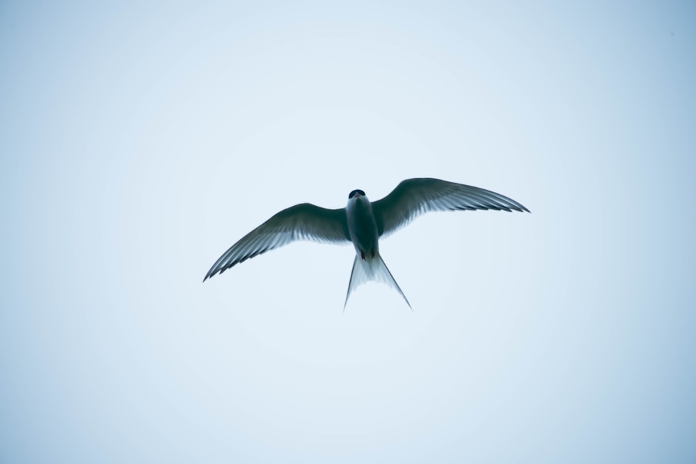 um pássaro branco voando através de um céu azul