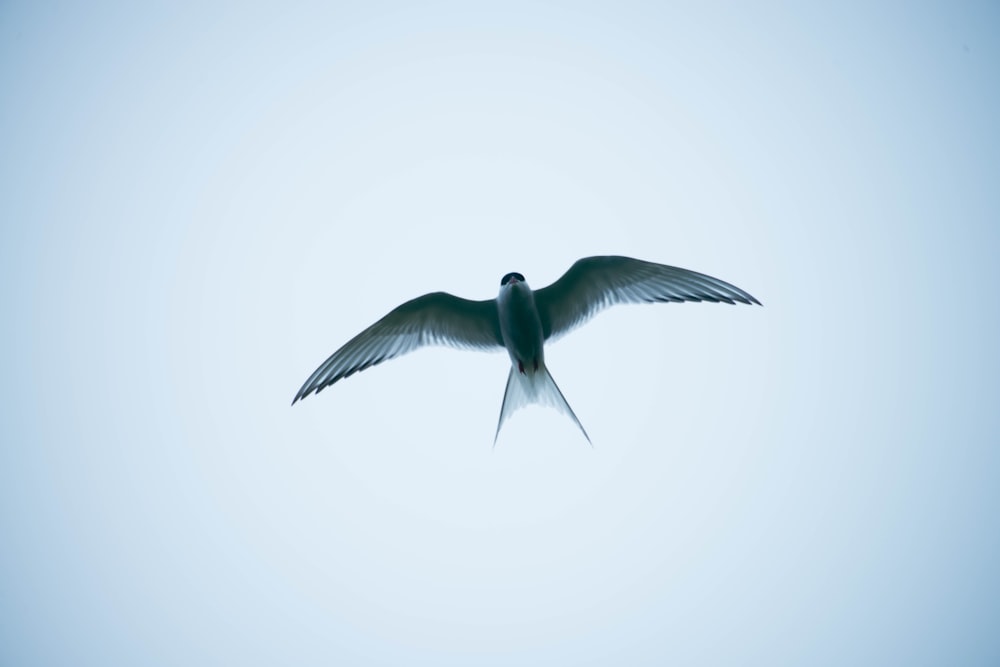 a white bird flying through a blue sky