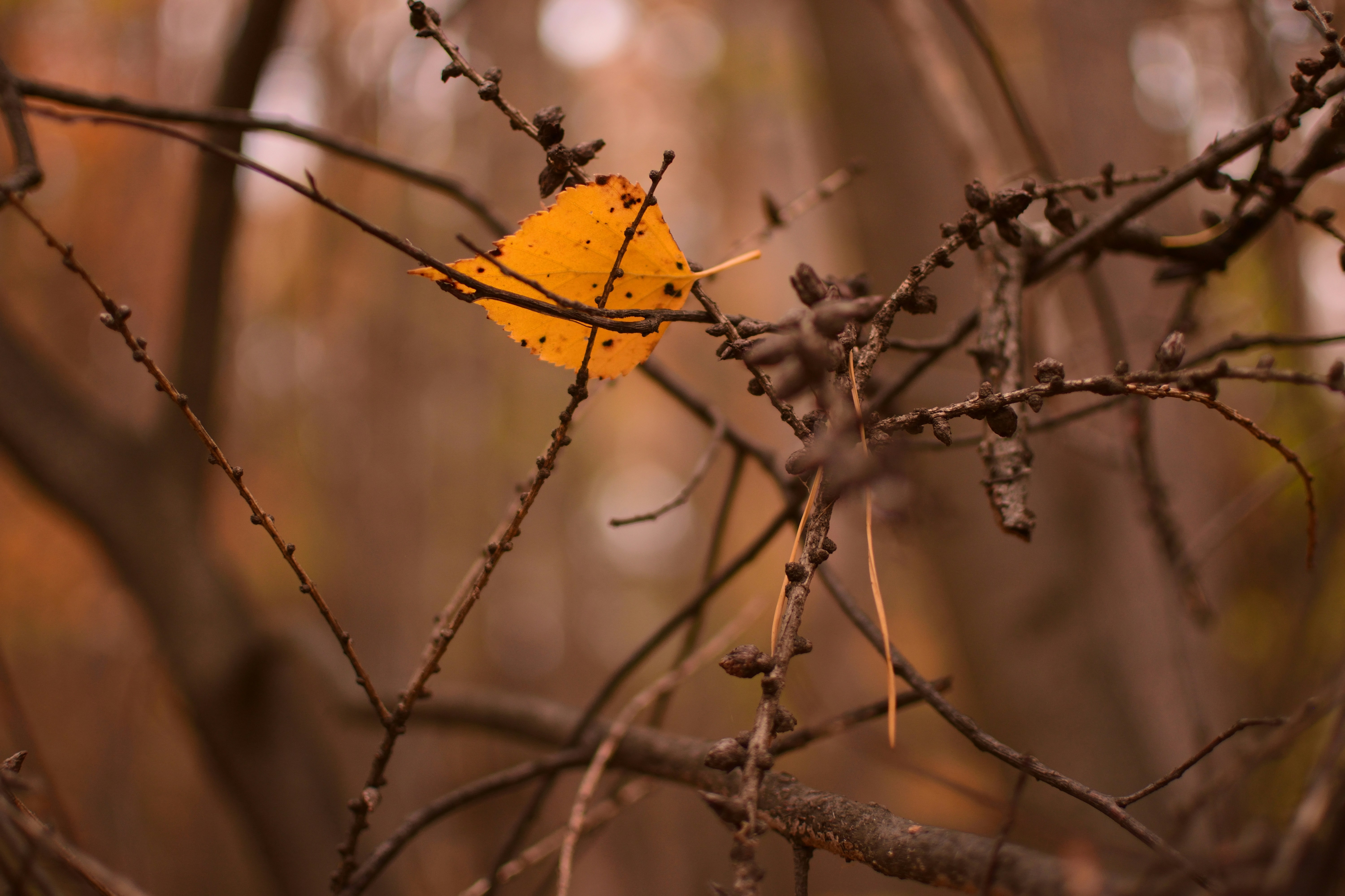 a leaf that is sitting on a tree branch