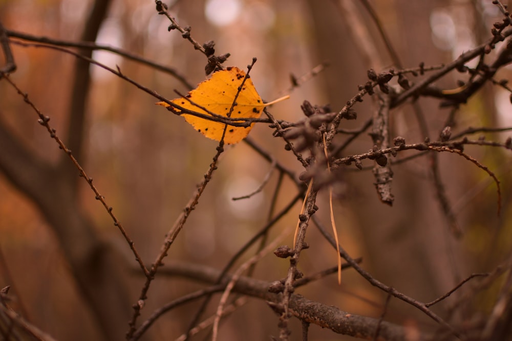 a leaf that is sitting on a tree branch