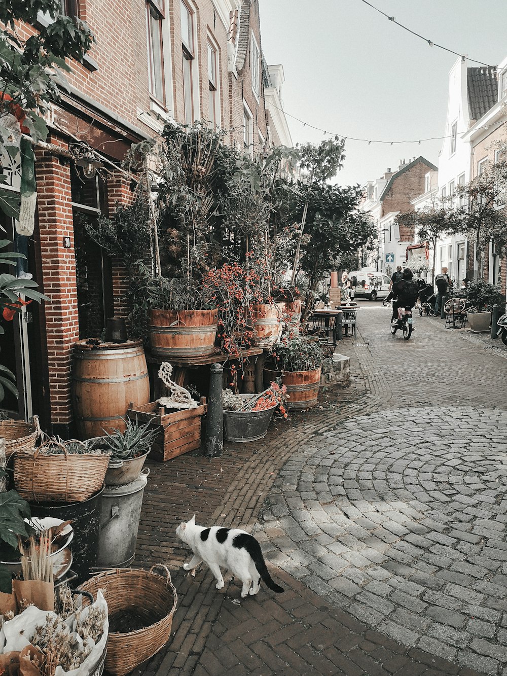 a black and white cat walking down a brick street
