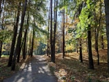 A sunlit forest path with golden leaves scattered on the ground.