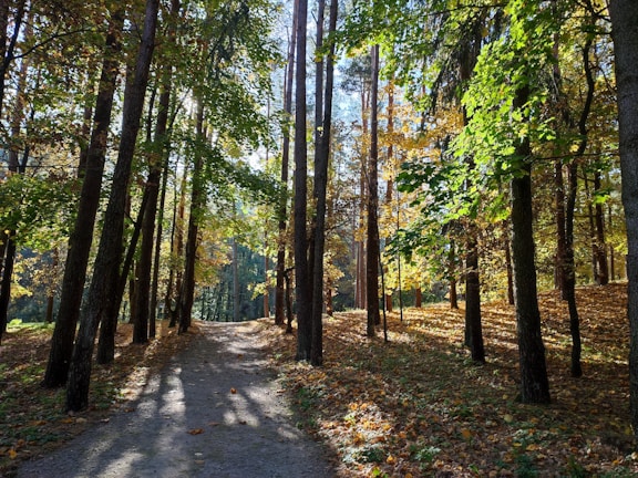 A sunlit forest path with golden leaves scattered on the ground.