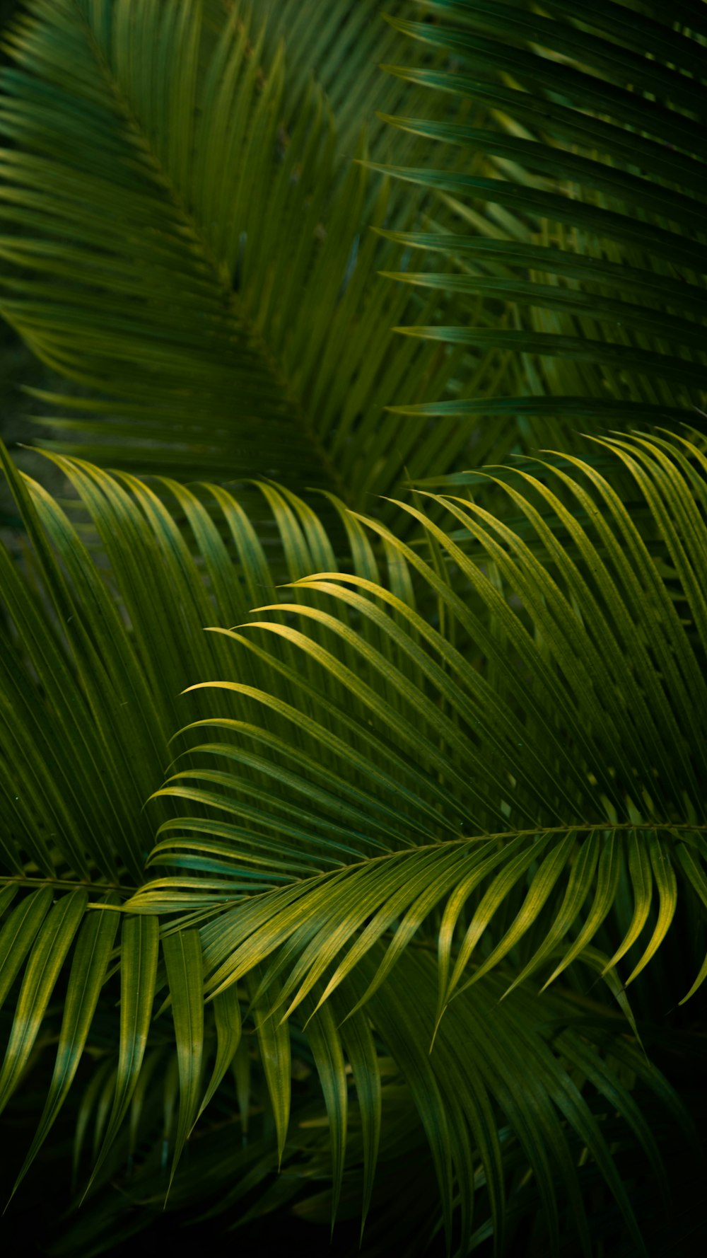 a bird perched on a palm tree branch