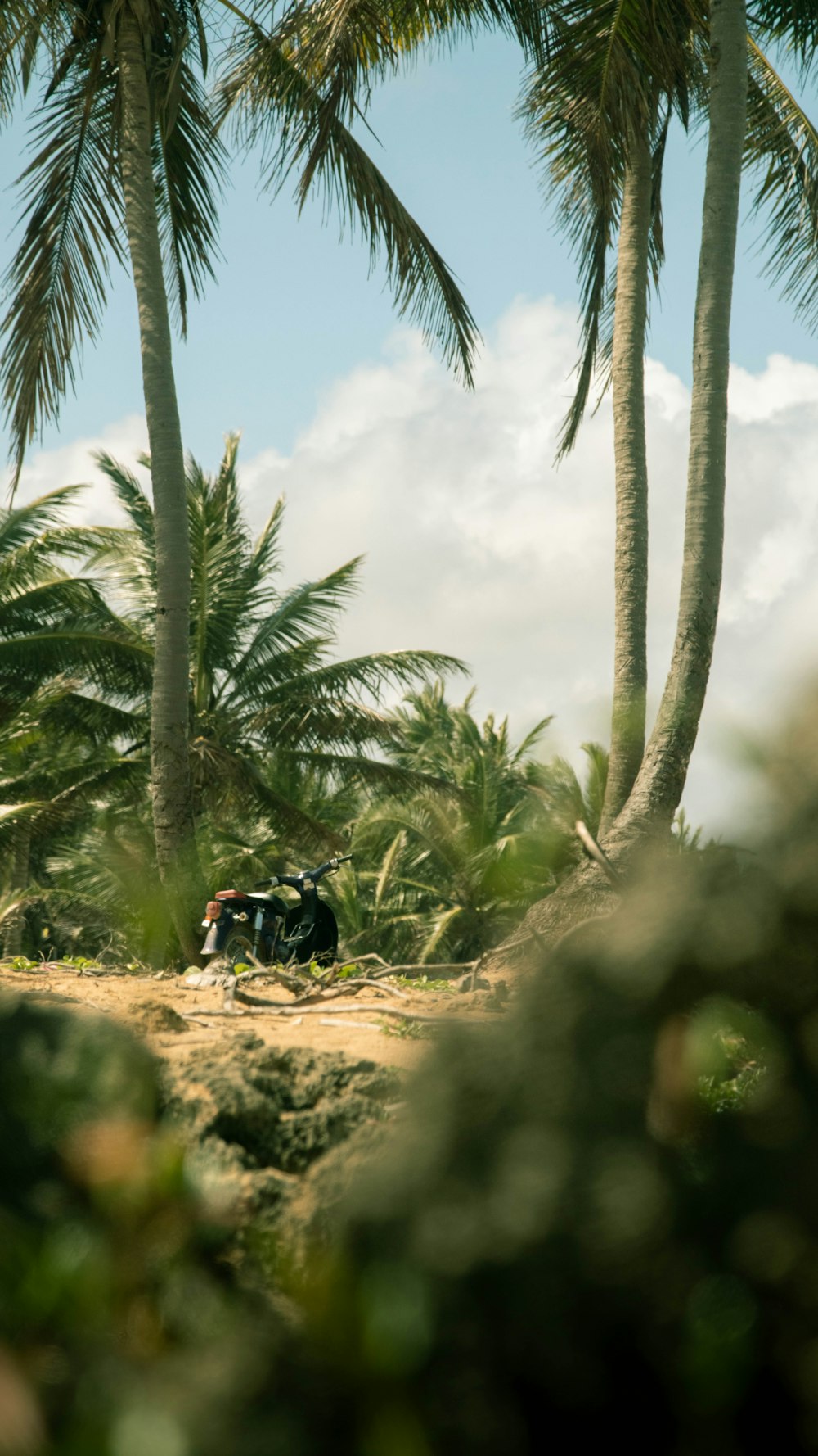 a group of palm trees next to a tree