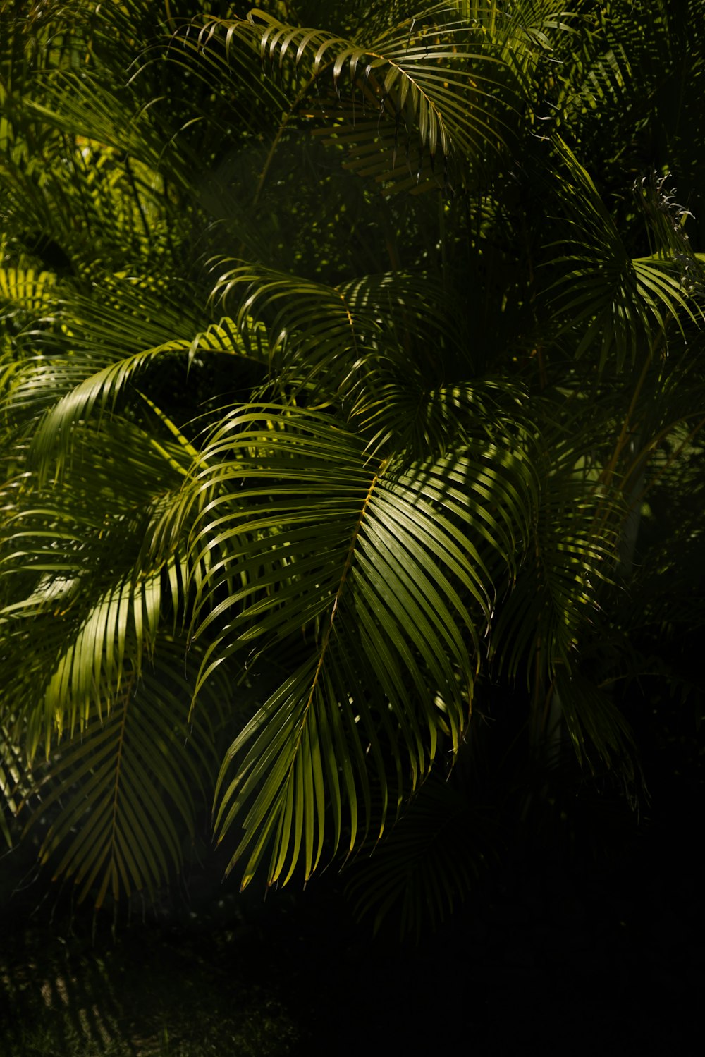 a bird sitting on top of a tree next to a lush green forest