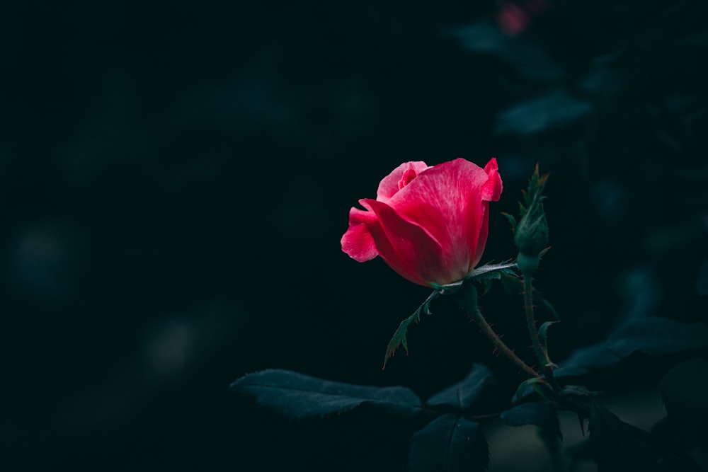 Eine einzelne rosa Rose mitten in der Nacht