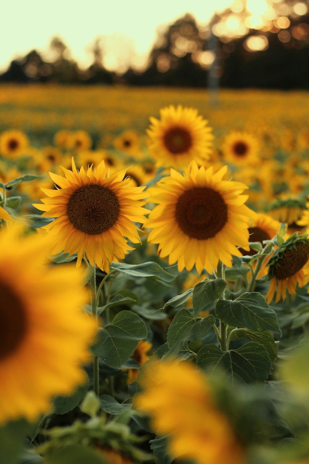 a large field of sunflowers with a sky background