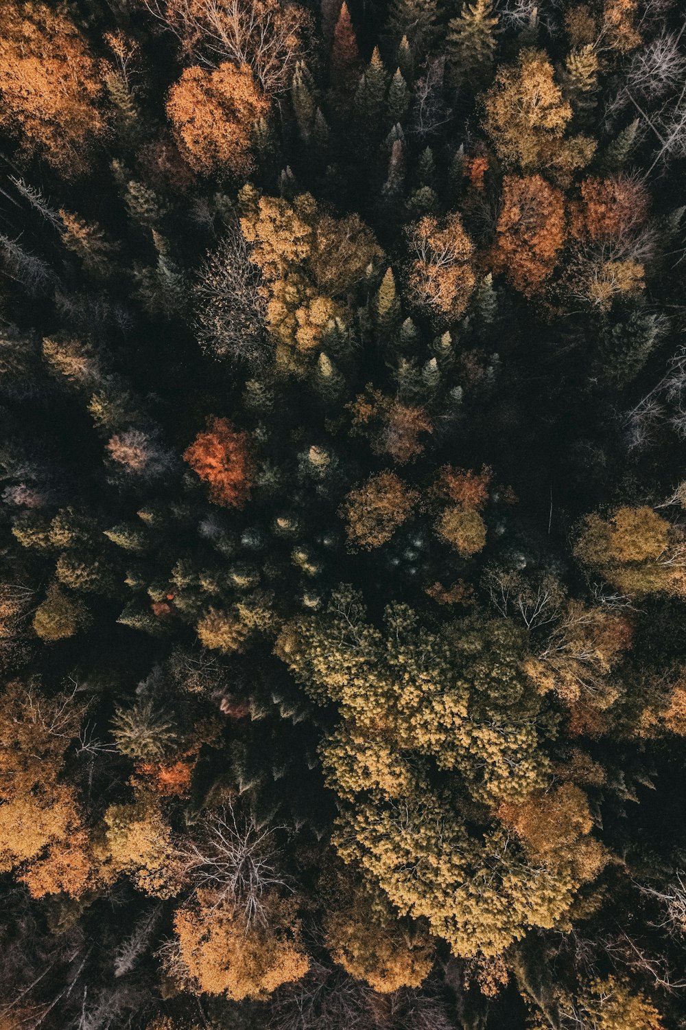 an aerial view of a forest with lots of trees