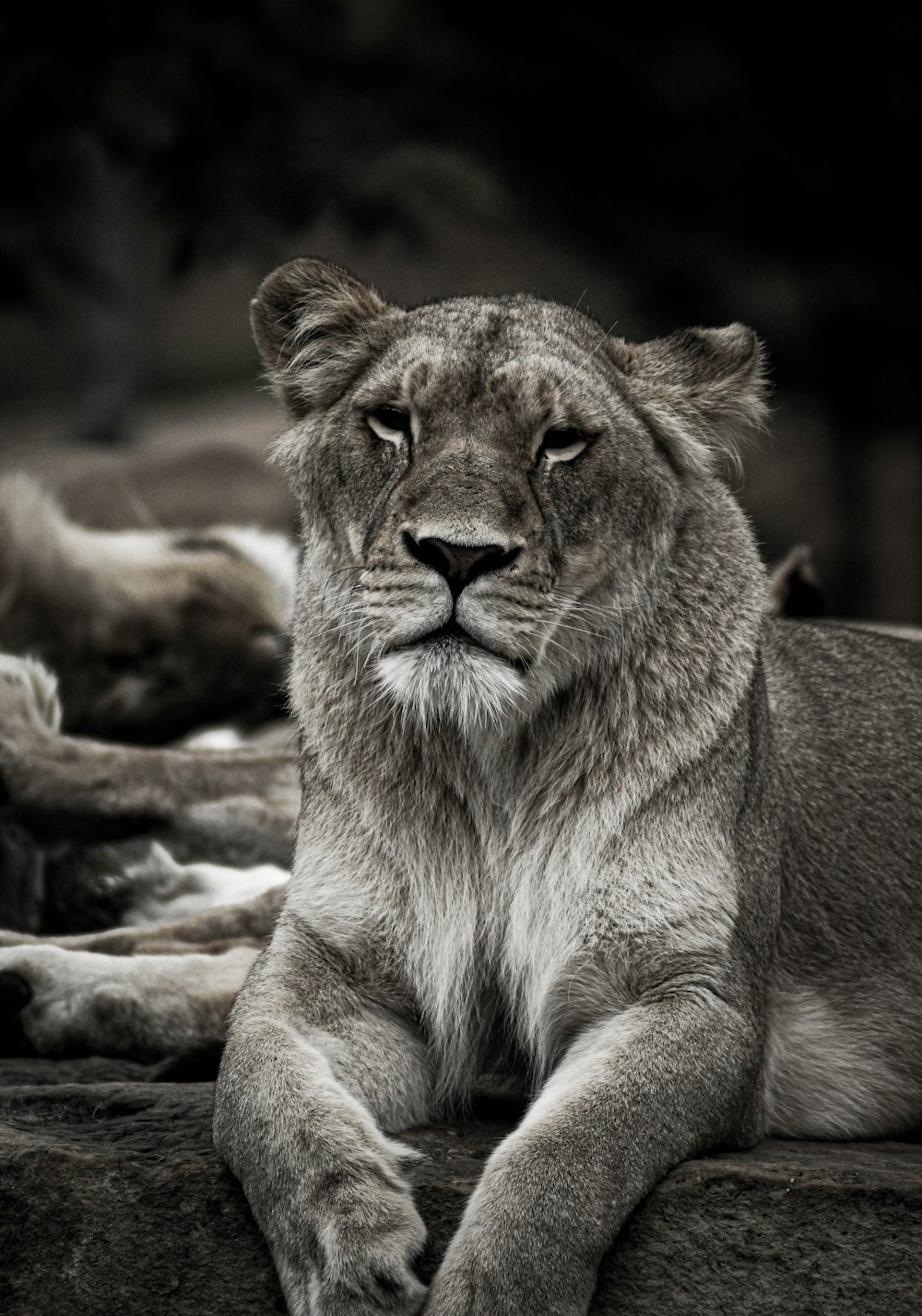 a close up of a lion laying on a rock