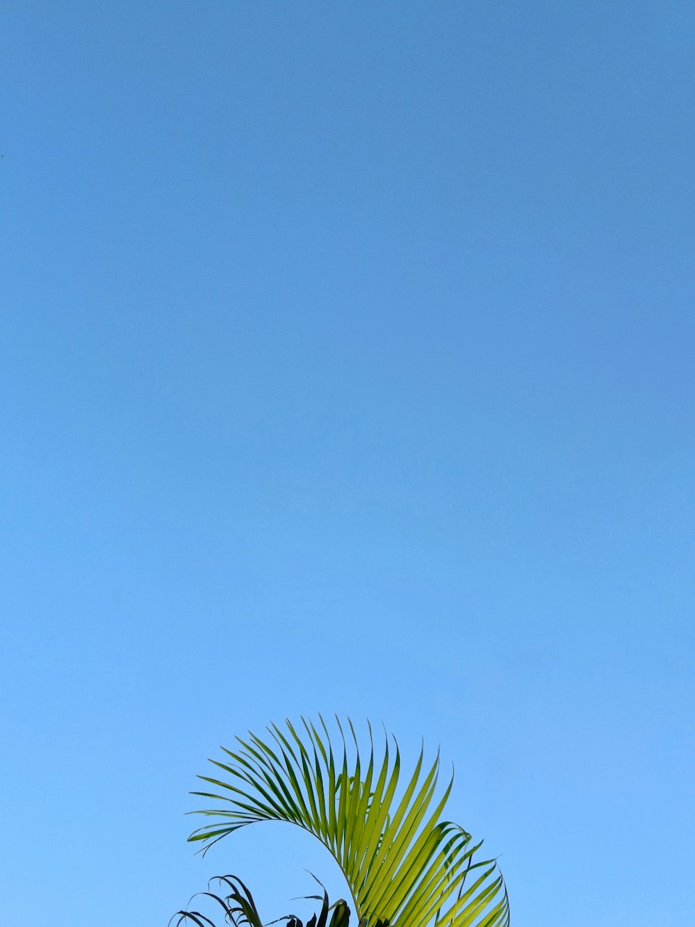 a palm tree with a blue sky in the background