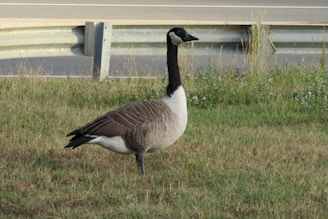 A single goose with a black neck and head, white cheeks, and a brownish-grey body stands on a grassy area near a road with a metal guardrail in the background.