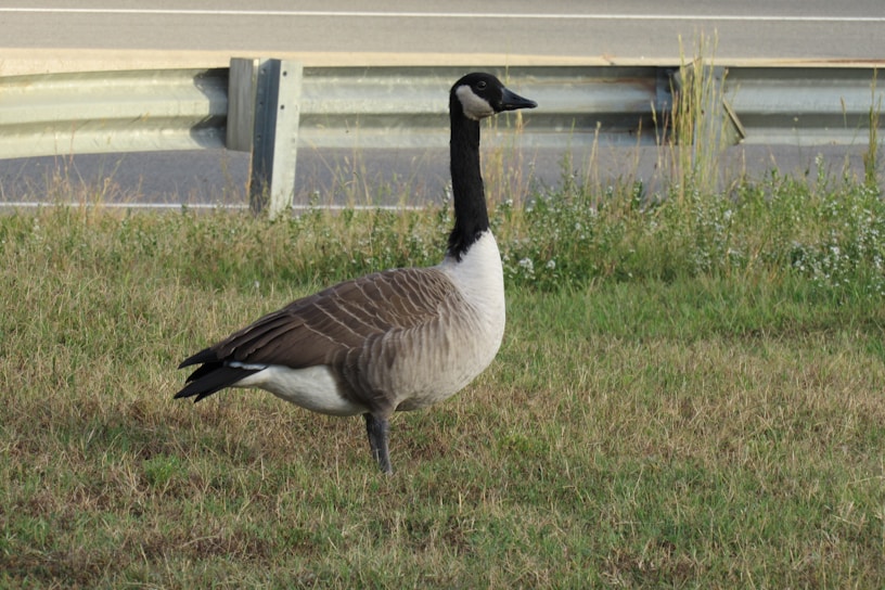 A single goose with a black neck and head, white cheeks, and a brownish-grey body stands on a grassy area near a road with a metal guardrail in the background.
